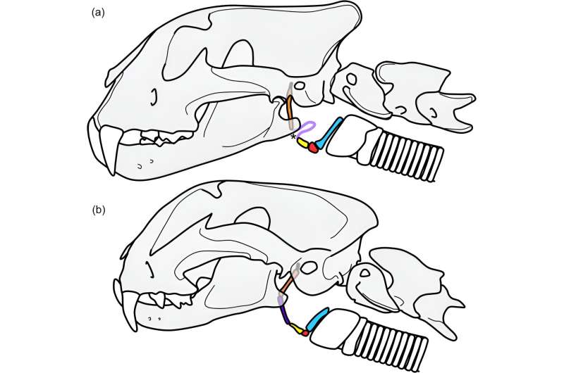 Did Sabertooth Tigers Purr or Roar?