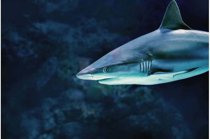 silvertip shark